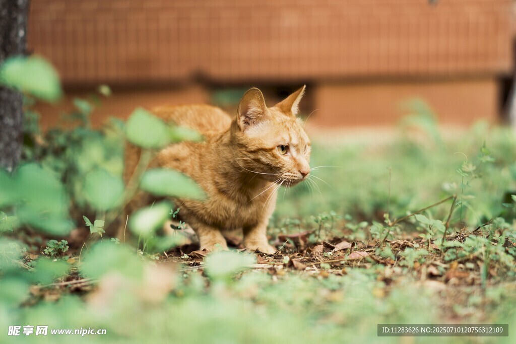 草地上的橘猫