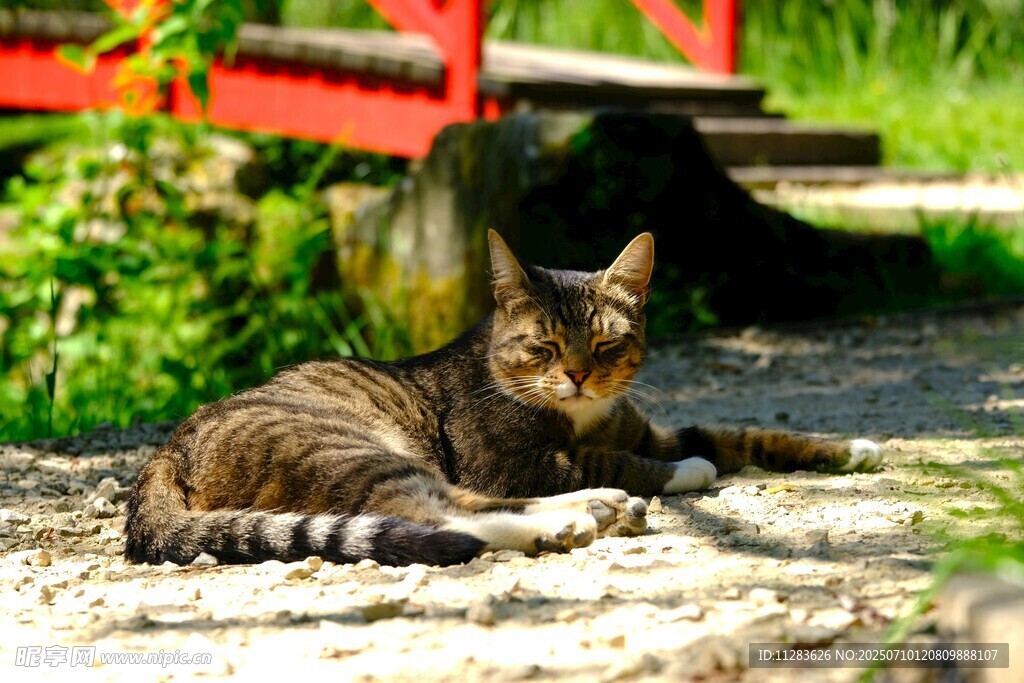 阳光下休憩的斑纹猫咪