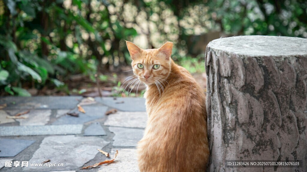 橘猫倚石柱眺望