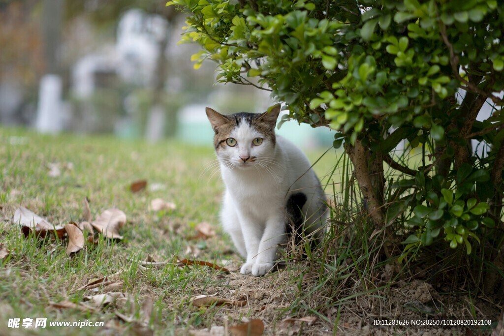 草丛边的可爱猫咪