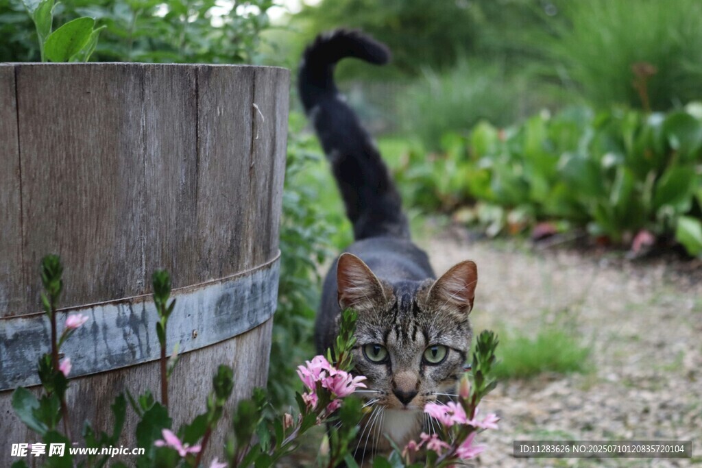 花园中嗅花的可爱猫咪