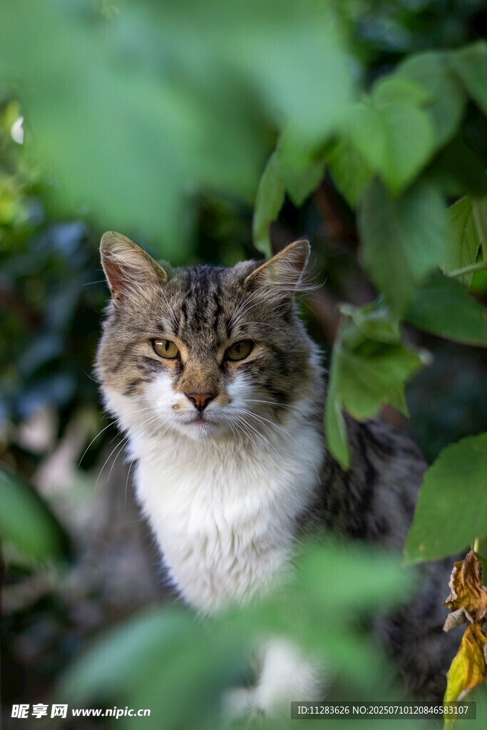 绿叶间的可爱猫咪
