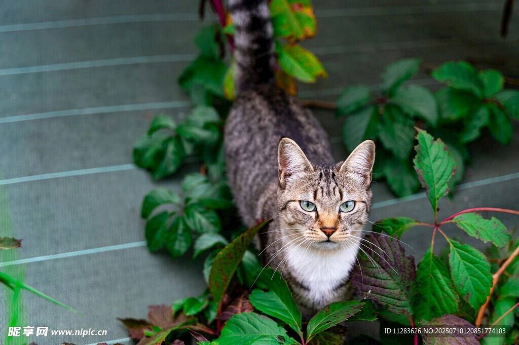 绿植间的可爱猫咪