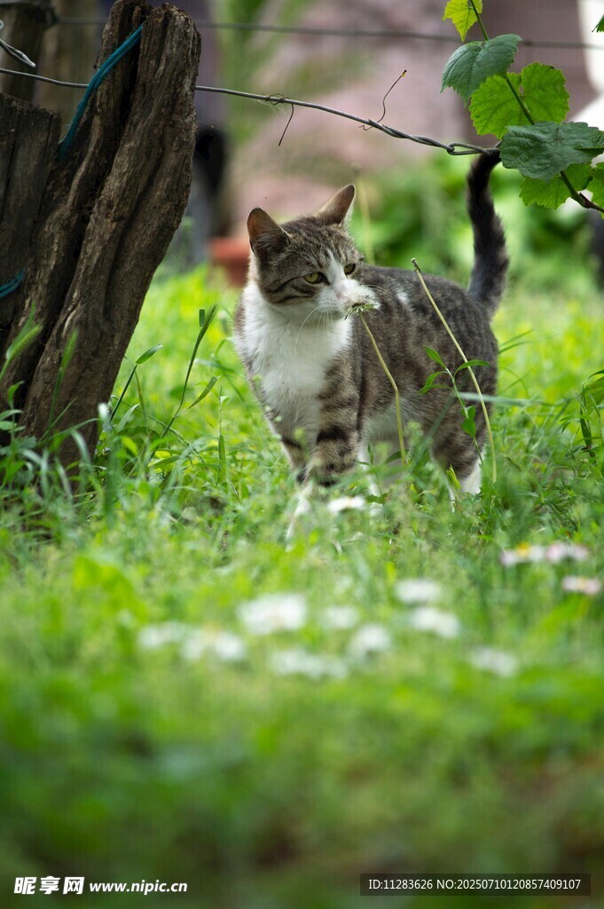 草地上的斑纹猫咪