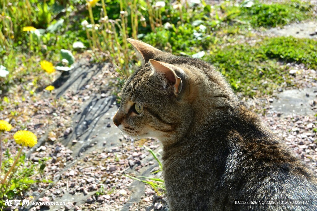户外草地中的猫咪