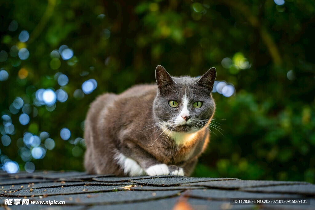 屋顶上的猫咪