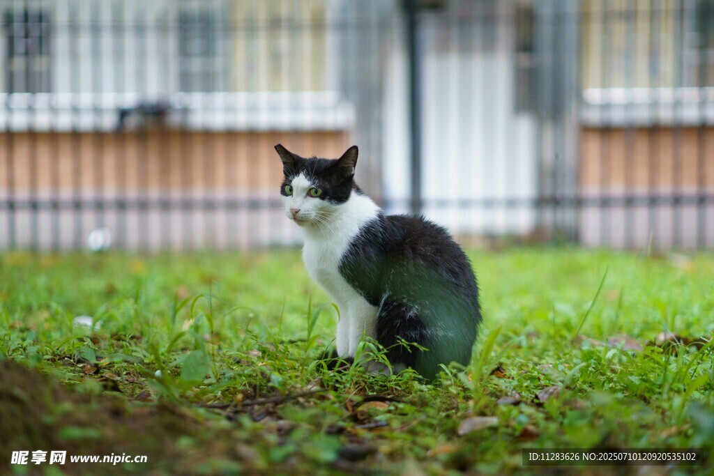 三色猫蹲坐于绿草地上