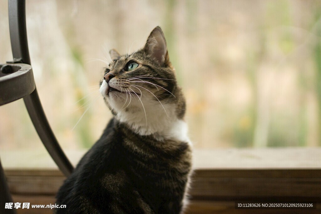 窗边仰头的可爱猫咪