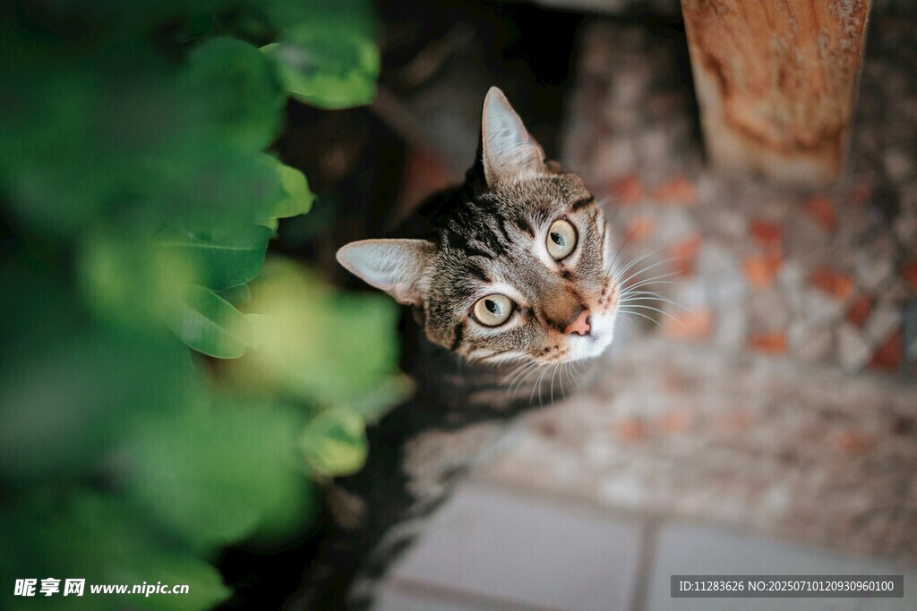 绿植旁的可爱条纹猫咪