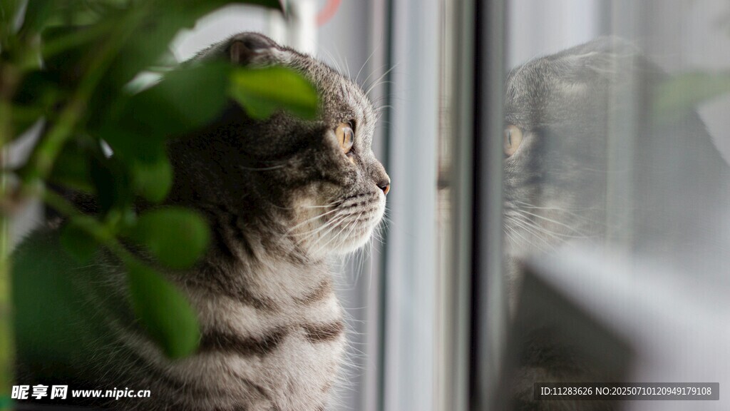 窗边猫咪凝视绿植