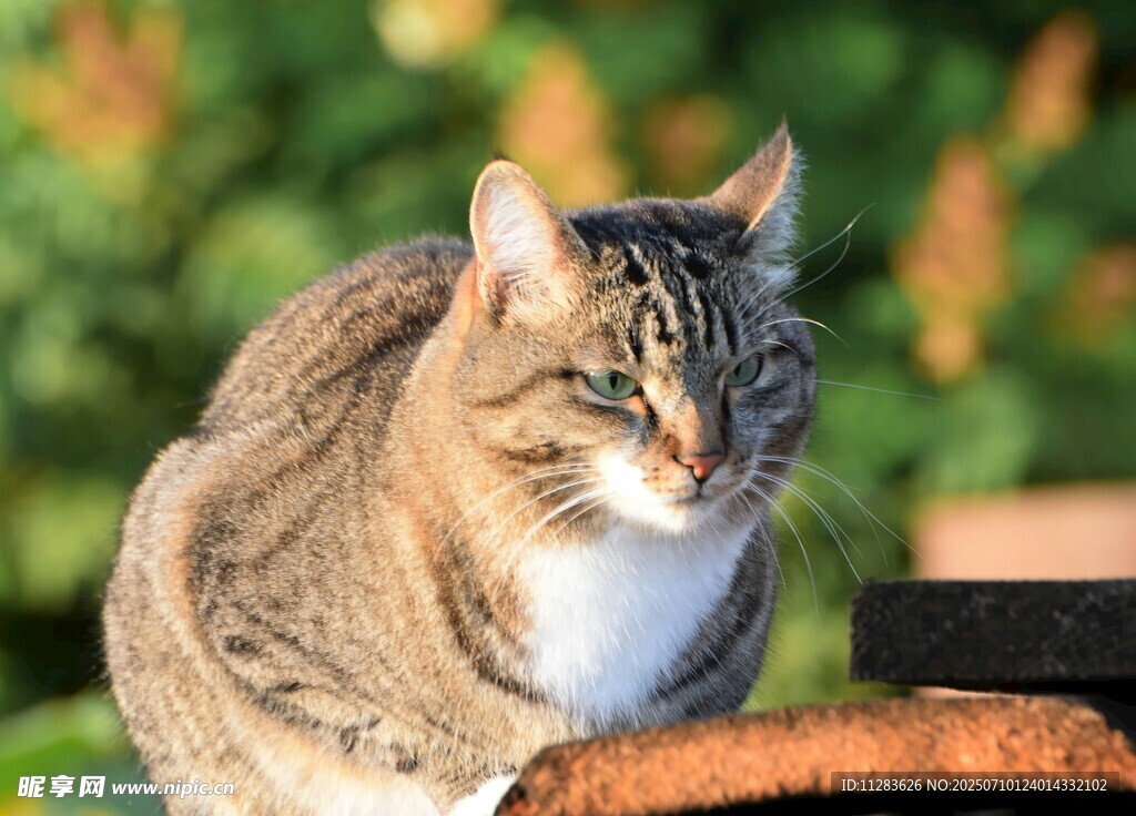 阳光下的可爱斑纹猫咪