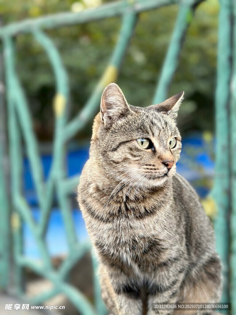 户外端坐的斑纹猫咪