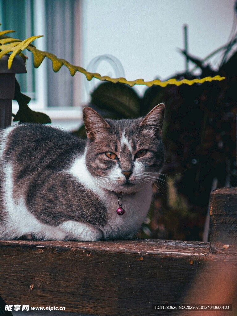 木台上的三色猫咪