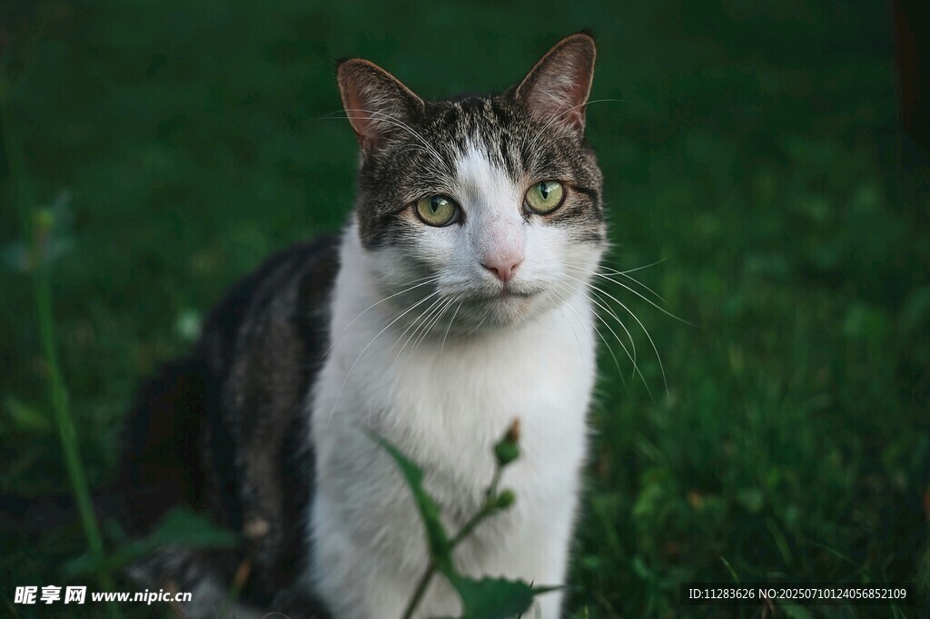 草地上的可爱猫咪