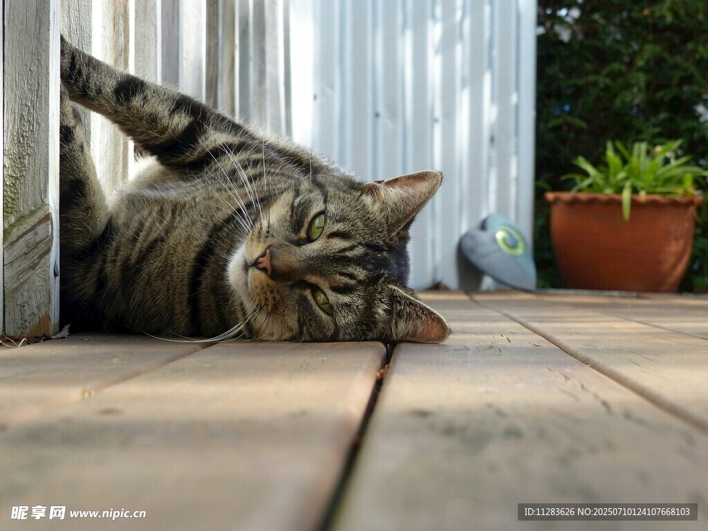 慵懒猫咪惬意躺于门边