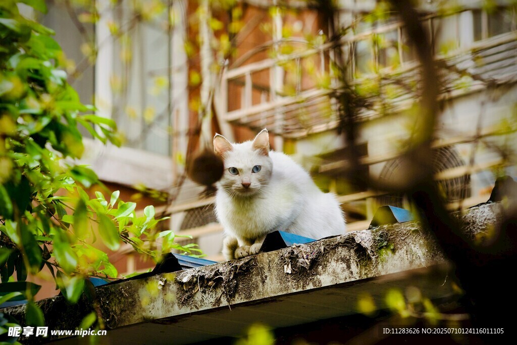 阳台猫咪