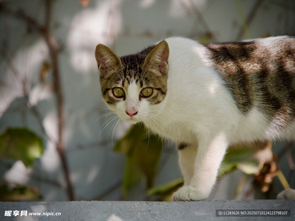 可爱猫咪户外好奇张望
