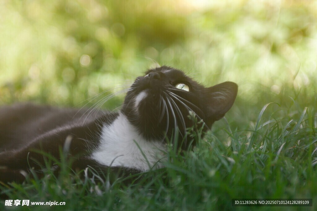 猫咪惬意躺卧在绿草地上