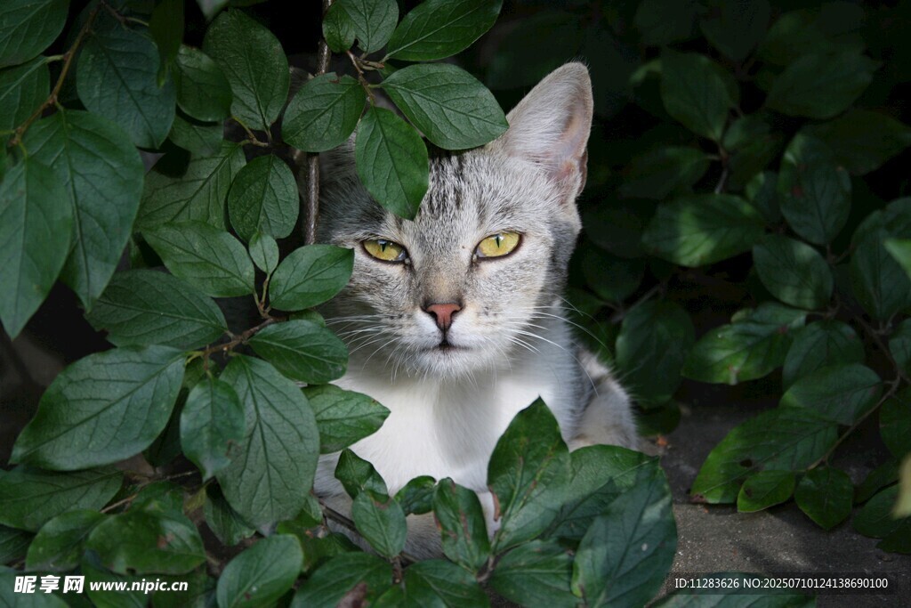 绿叶间的猫咪