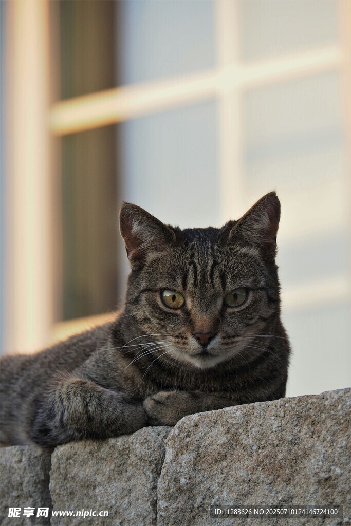 窗边休憩的斑纹猫咪