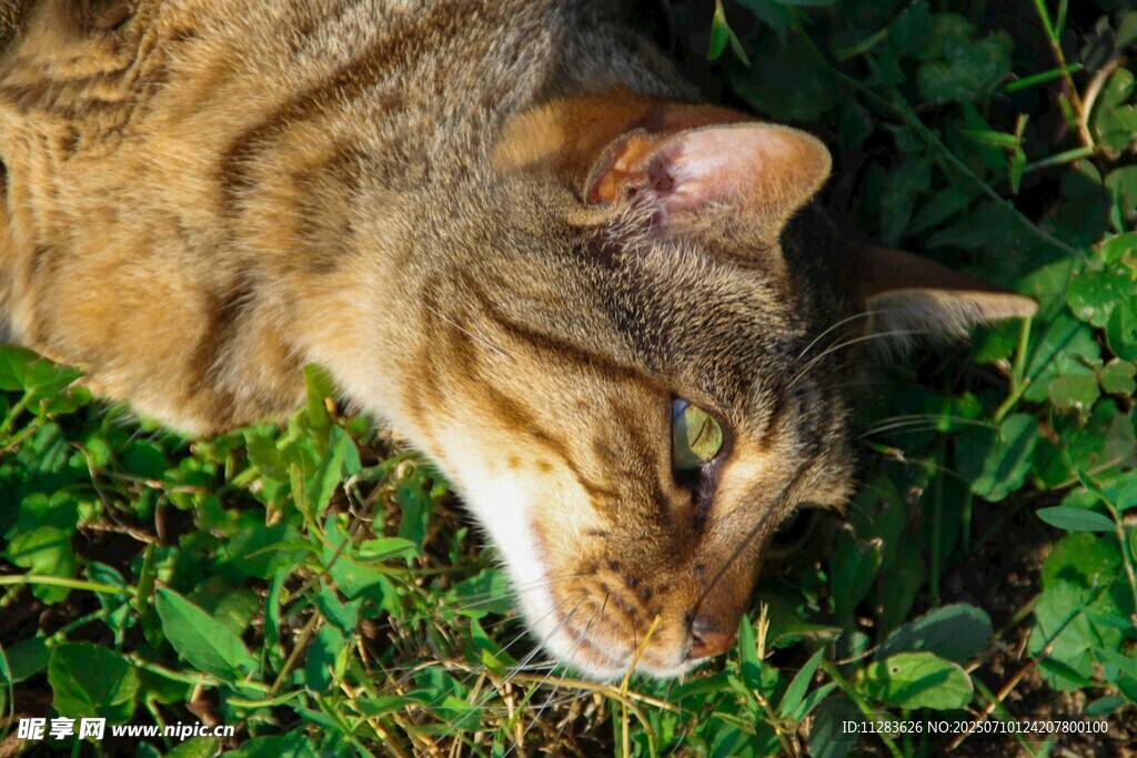 猫咪惬意躺于翠绿草丛中