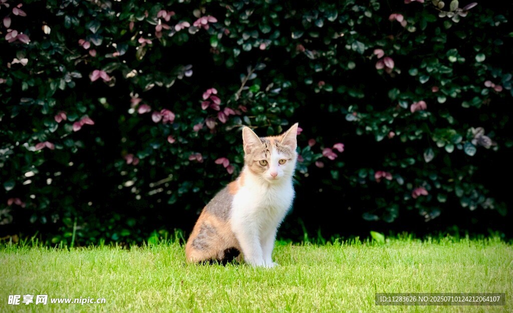 草地上的可爱猫咪