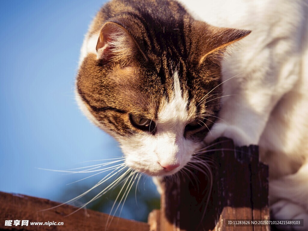猫咪专注嗅探木栏杆
