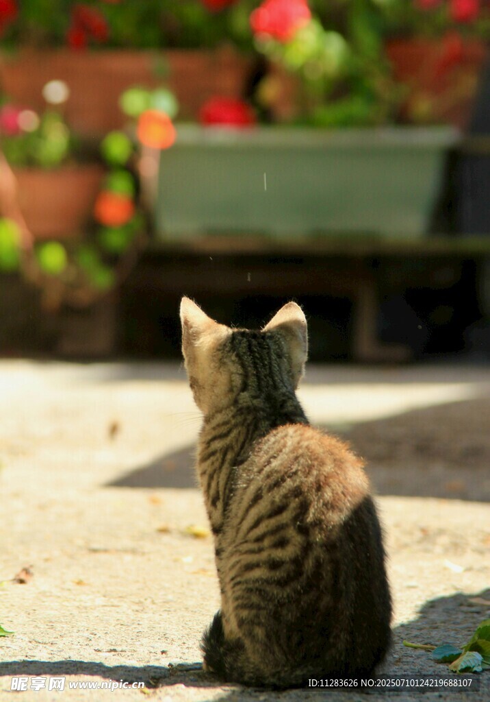 小猫独坐赏景