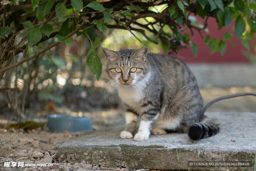 庭院中休憩的狸花猫