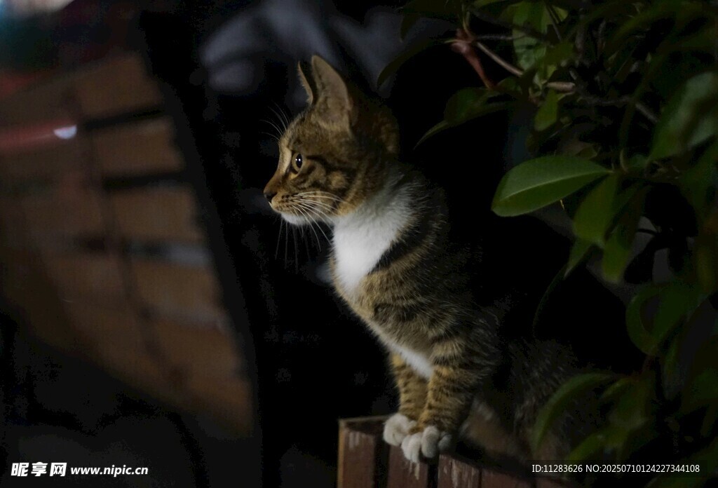 夜色中蹲坐的可爱猫咪