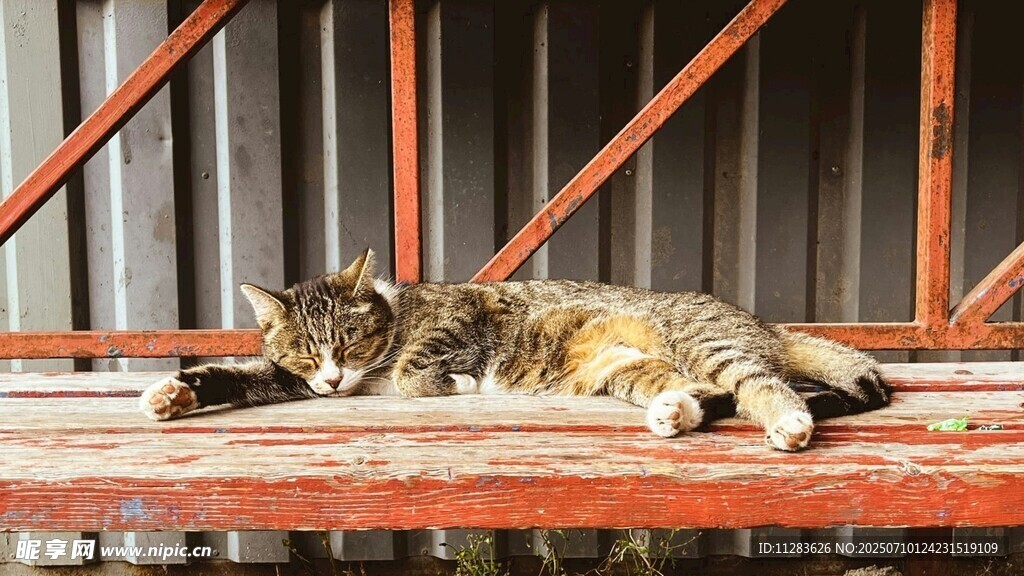 两只猫咪惬意躺卧