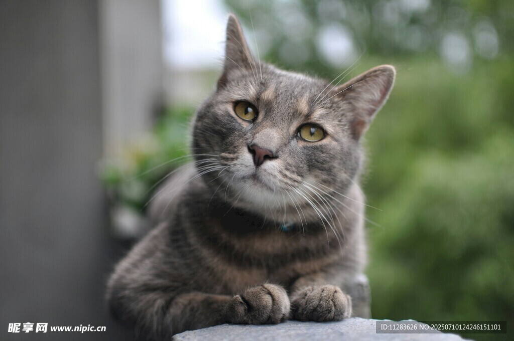 灰色猫咪惬意趴坐