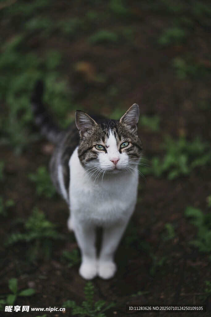 草地中的可爱猫咪