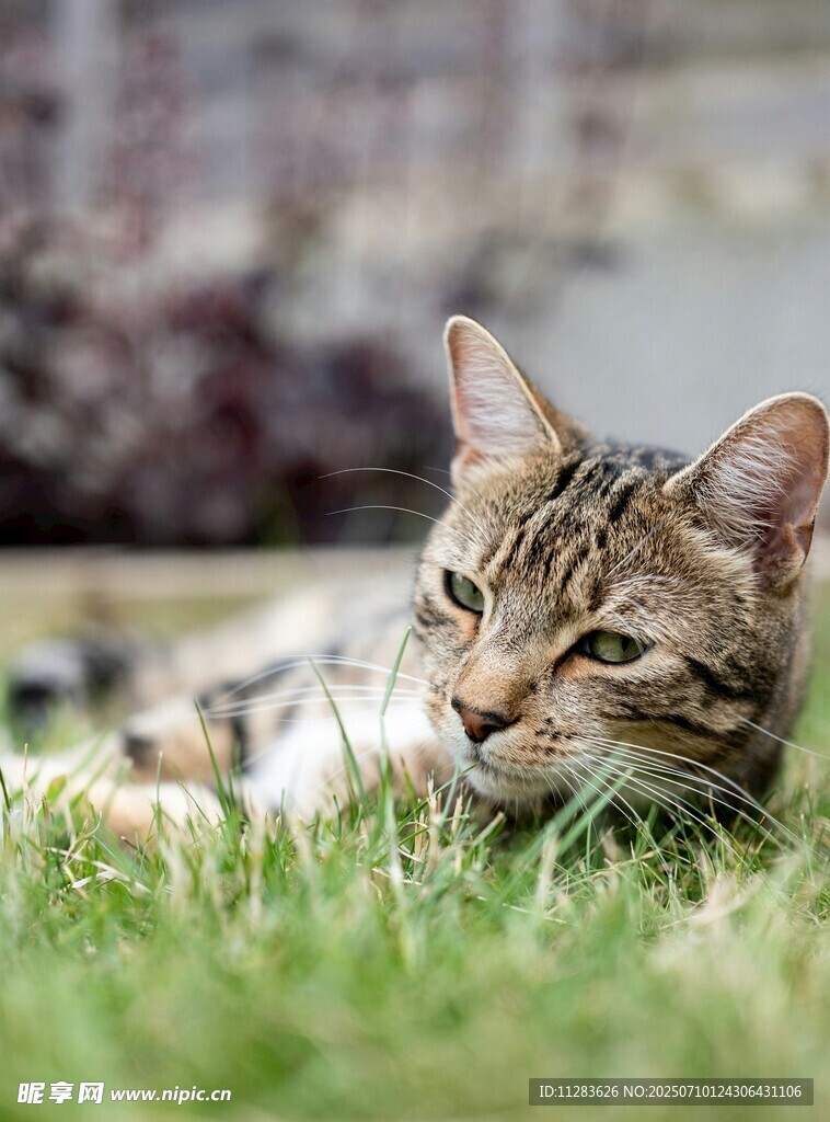 草地上惬意的条纹猫咪