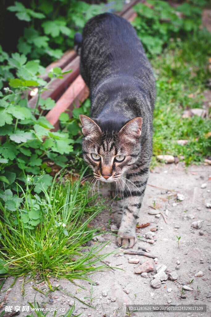 户外行走的斑纹猫咪