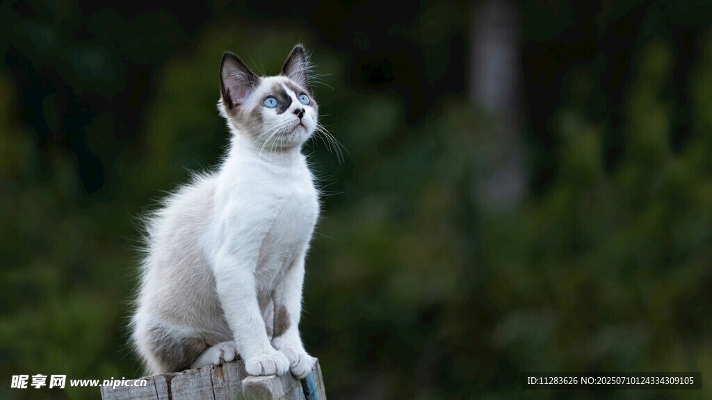 白灰猫咪立于户外木桩