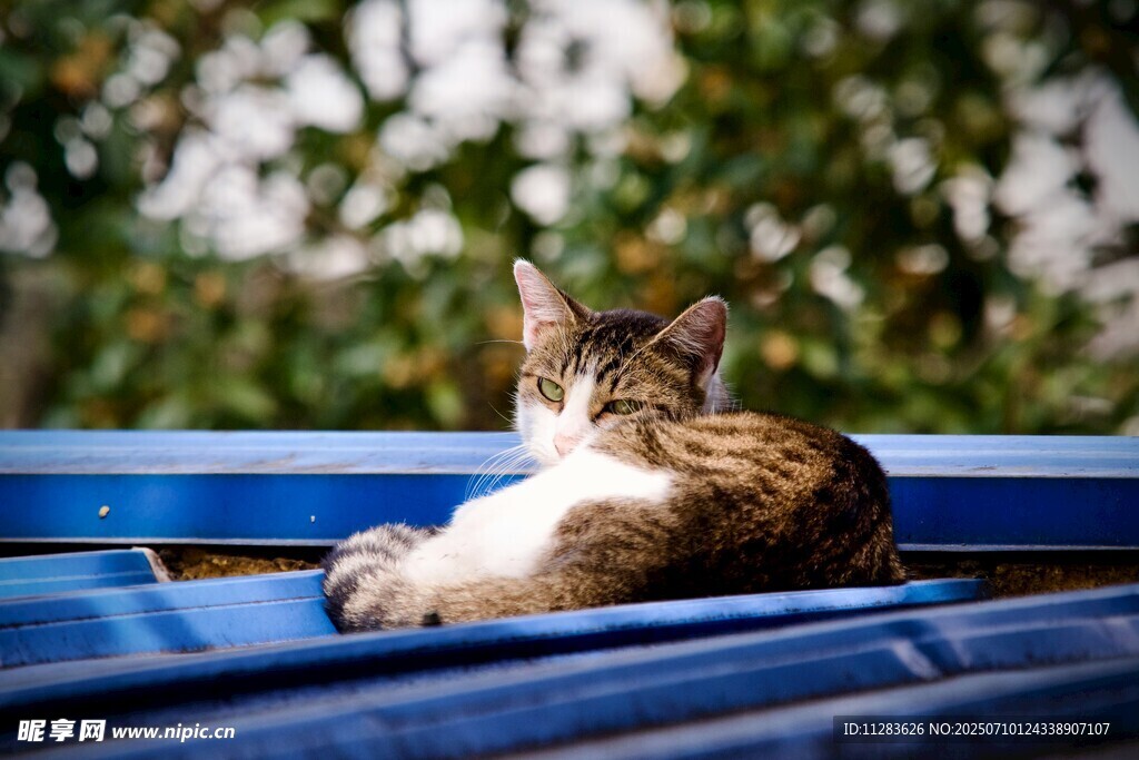 蓝长椅上休憩的可爱猫咪