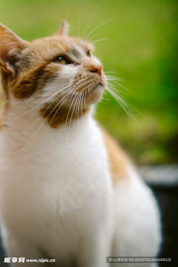 可爱猫咪仰头望