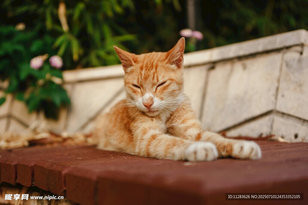 橘猫悠闲趴坐