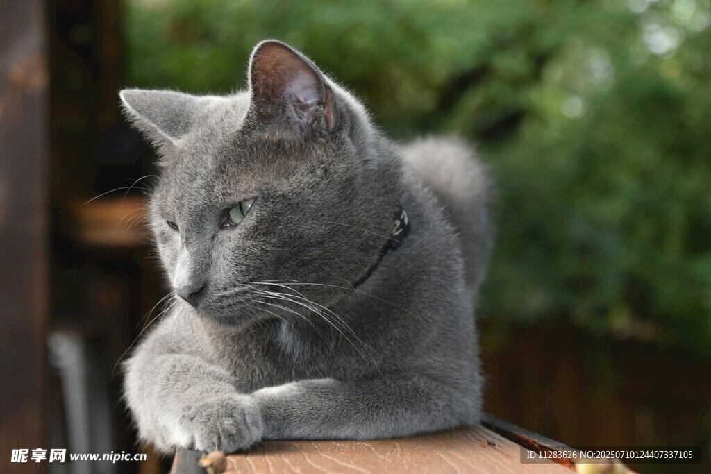 灰色猫咪惬意趴坐