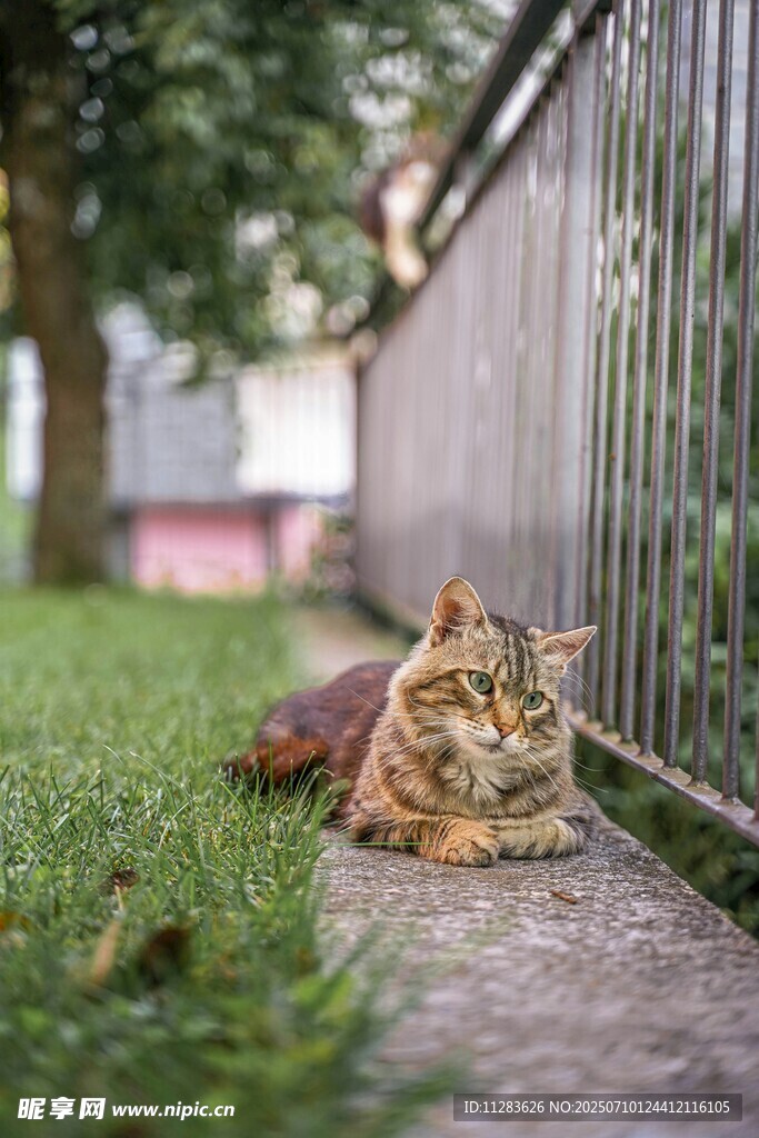 草地上休憩的可爱猫咪