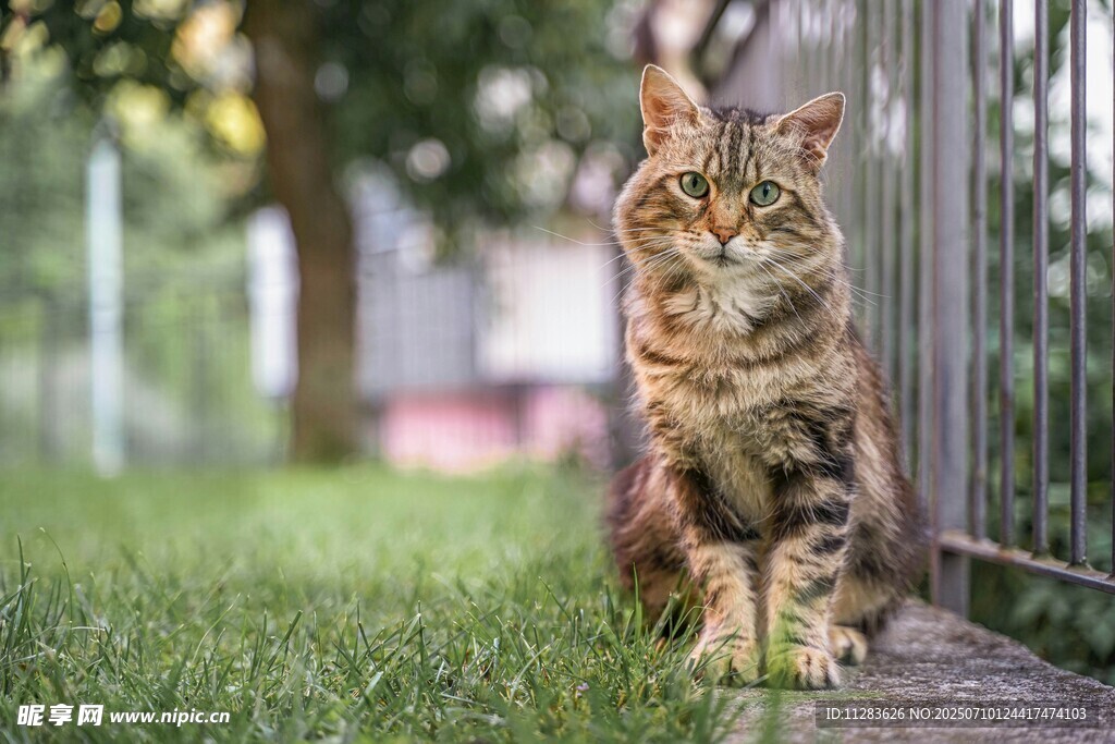 草地上的长毛猫