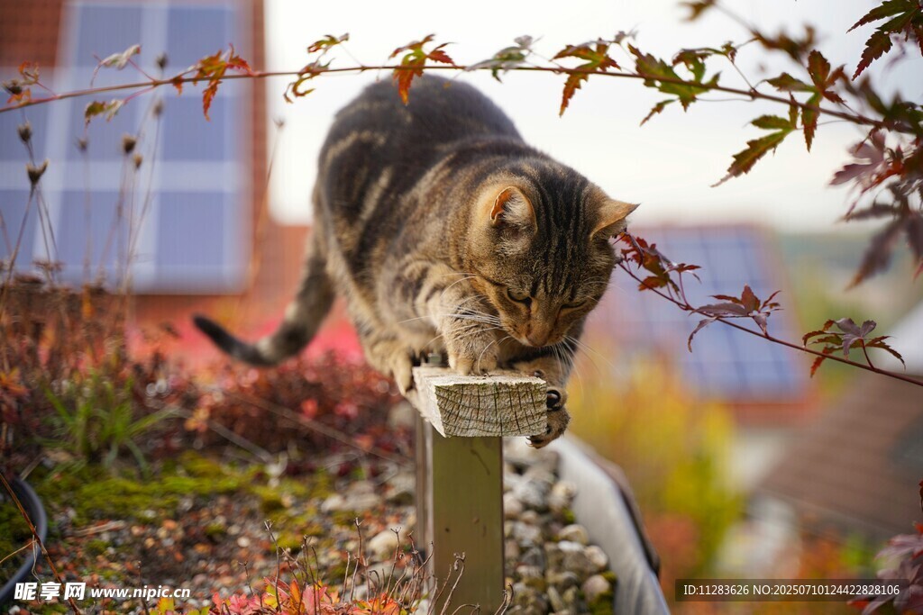 猫咪立于木桩上嗅闻
