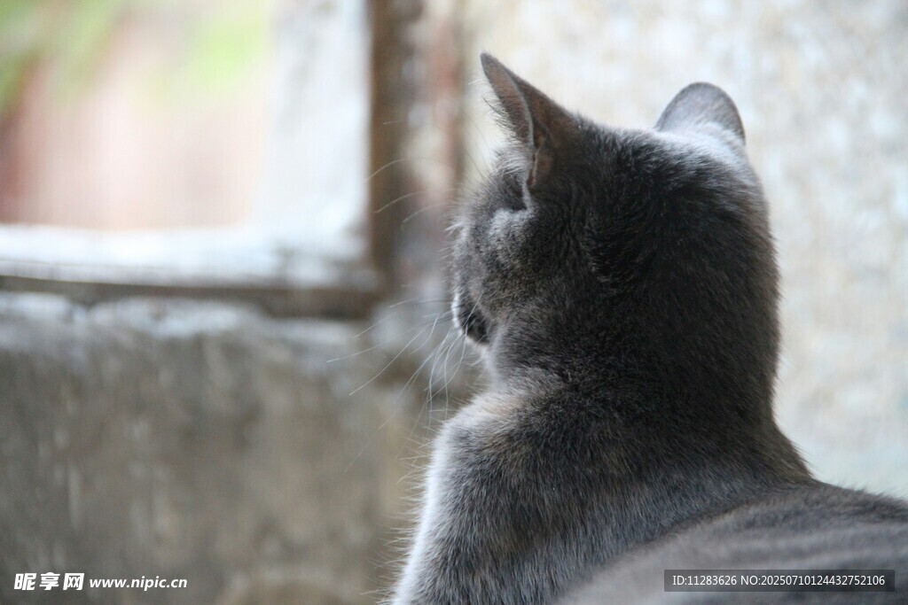窗边静望的灰猫
