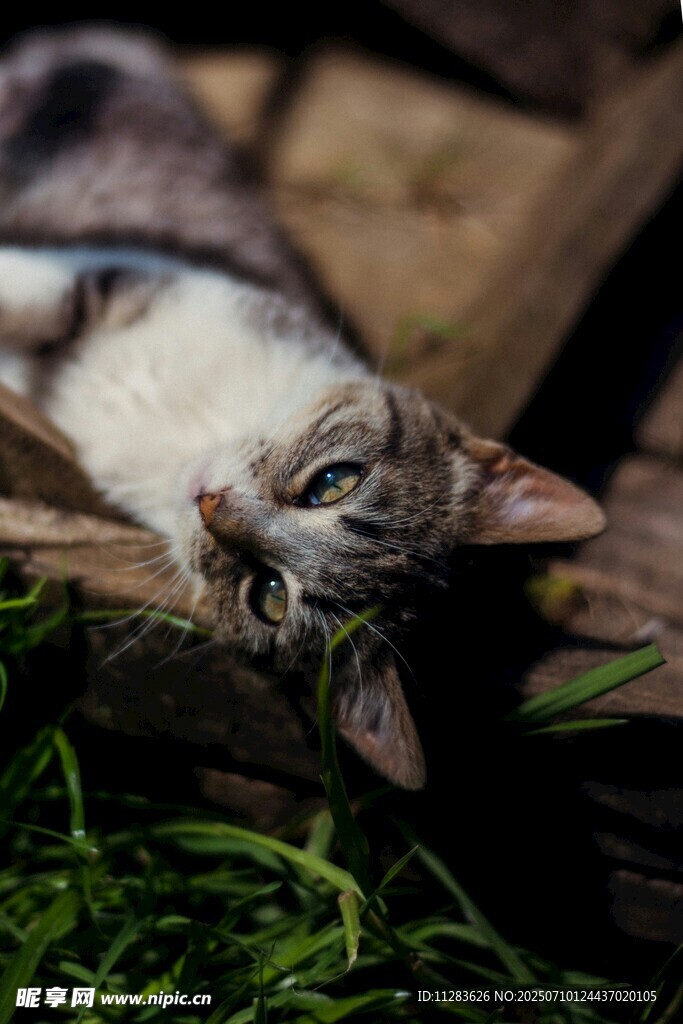 慵懒猫咪惬意躺卧