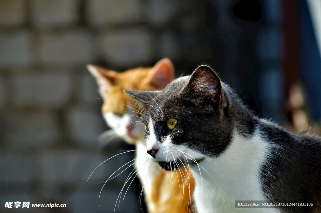 两只猫咪的可爱瞬间