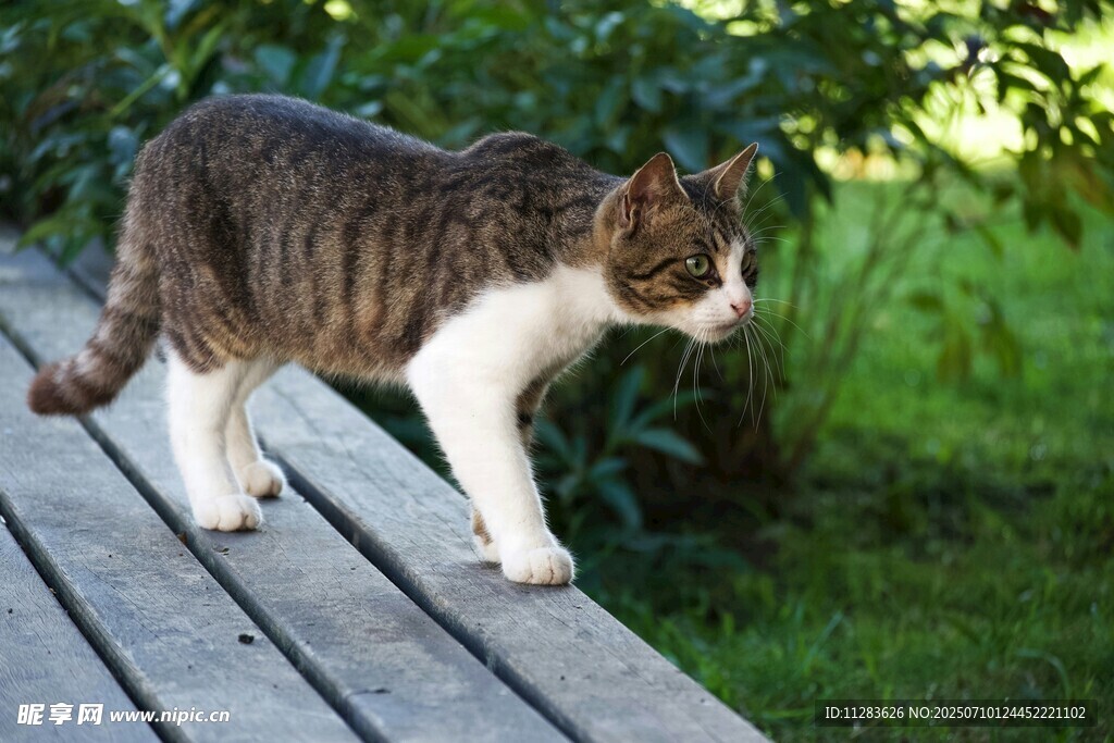 木板上漫步的可爱猫咪