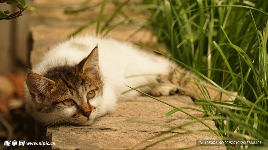 草丛中休憩的可爱猫咪