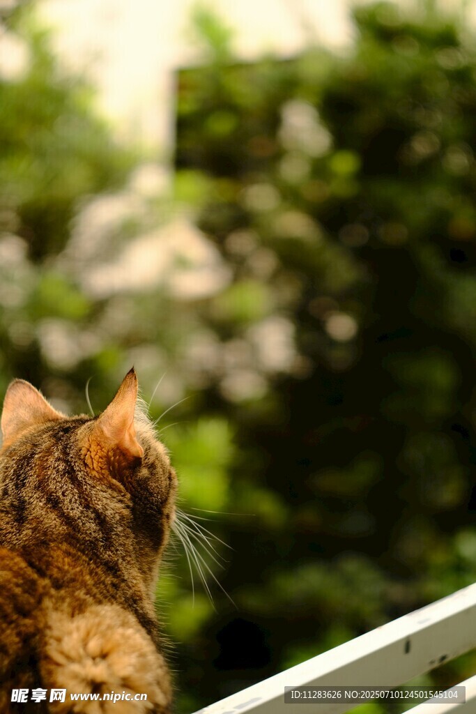 猫咪眺望绿意盎然的景致