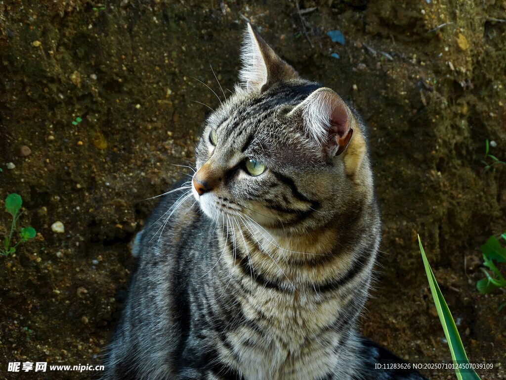 斑纹猫咪侧头望